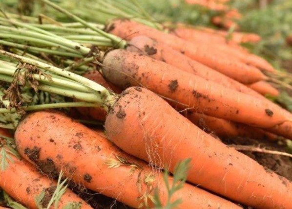 Ăn cà rốt sống có tác dụng gì?